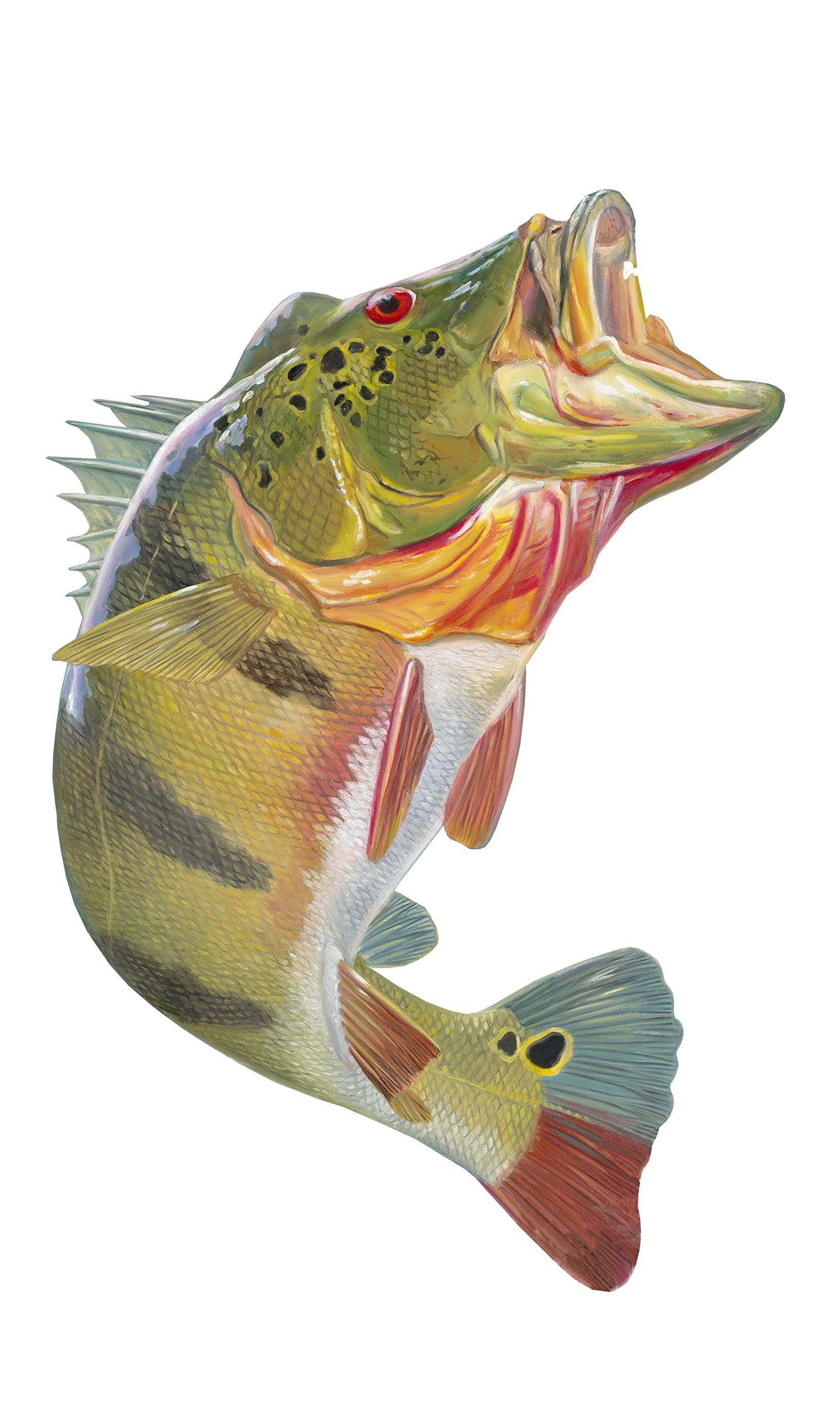 Premium Peacock Bass Fish Decals - Waterproof UV-Resistant Vinyl Stickers for Fishing Gear, Coolers & Outdoor Equipment - Perfect for Anglers & Boat Enthusiasts