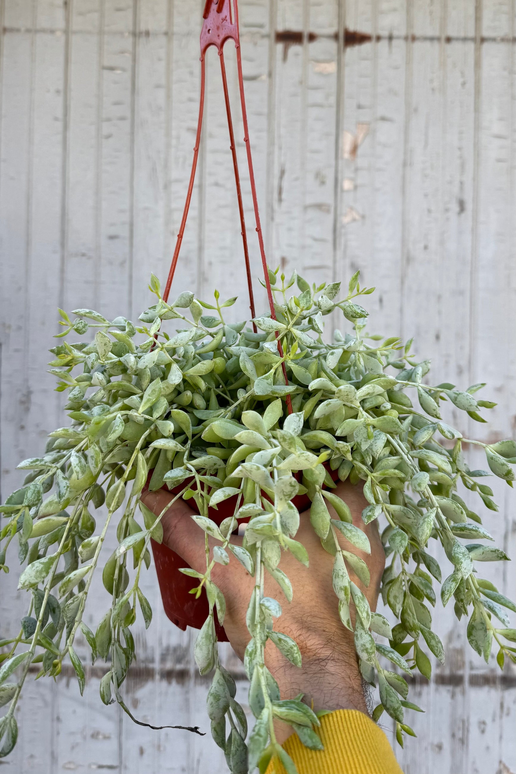 Succulent Cotyledon Pendens - 6 Inch Hanging Plant for Home & Office Decor | Indoor Air Purifying Houseplant