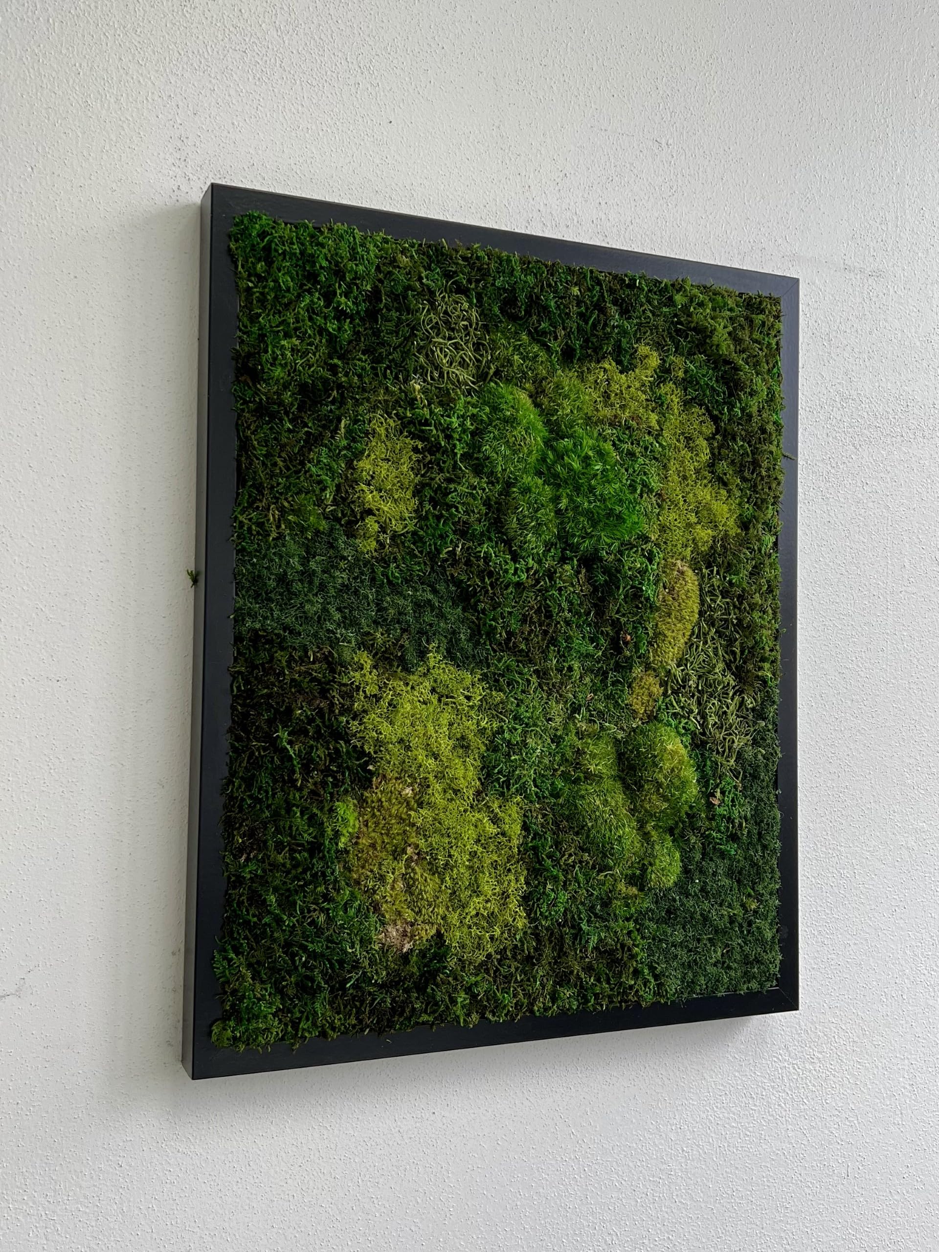 Preserved Live Moss Wall Art Framed in Natural Wood - 17
