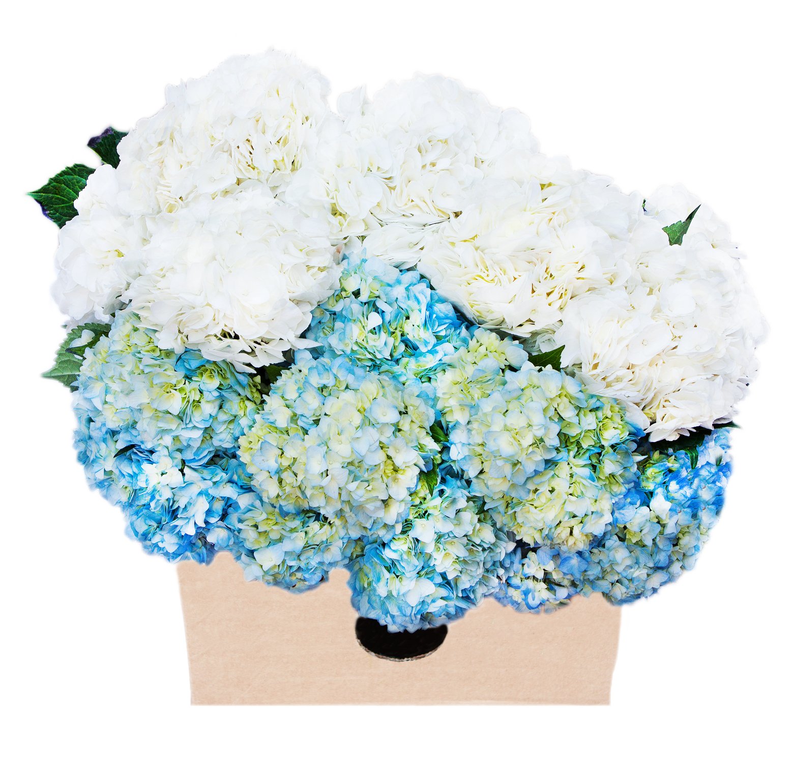 Premium Farm-Fresh Hydrangeas Bouquet - 30 Blue & White Naturally Colored Flowers | Next Day Delivery | Perfect Gift for Birthdays, Anniversaries, Mother's Day & Special Occasions | Ideal for Wedding Centerpieces, Home Decor & Romantic Surprises