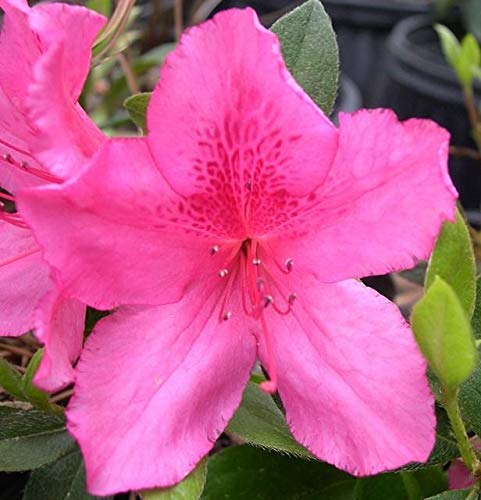 6 Red Formosa Azaleas Plants - Vibrant Blooming Shrubs for Landscaping, Garden Borders & Outdoor Decor