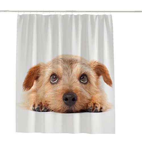 Norfolk Terrier Dog