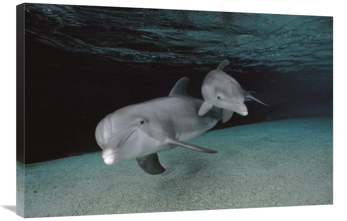Bottlenose Dolphin Mother and Baby Swimming Underwater Canvas Wall Art - 36x24 Inches - Ocean Wildlife Nursery Decor, Beach House Living Room Painting