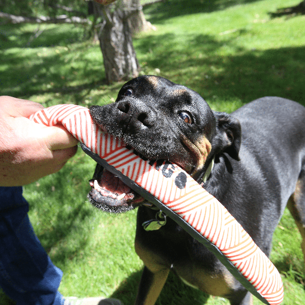 KONG Maxx Stick Dog Toy - Durable Chew Toy for Large Dogs - Perfect for Fetch, Training & Playtime