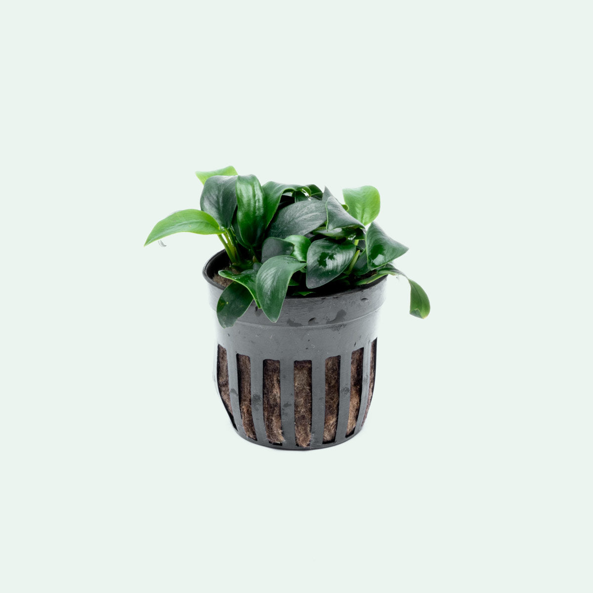 Assorted Anubias Aquatic Plants Bundle - Live Freshwater Aquarium Plants for Fish Tanks, Ponds & Terrariums | Low Light & Easy Care Anubias Species for Beginners
