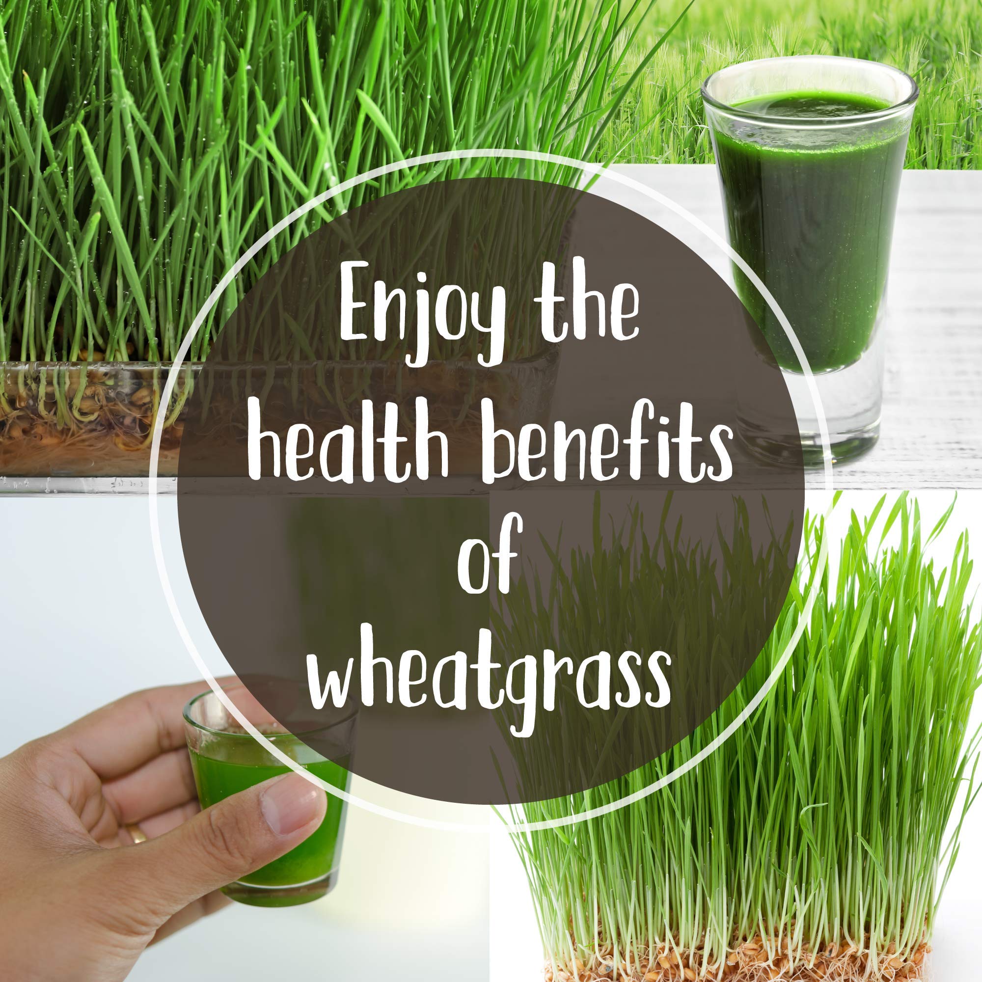 Stainless Steel Manual Wheatgrass Juicer - Handy Pantry HJ Hurricane for Fresh Wheatgrass Juice | Perfect for Home, Gym & Healthy Lifestyle