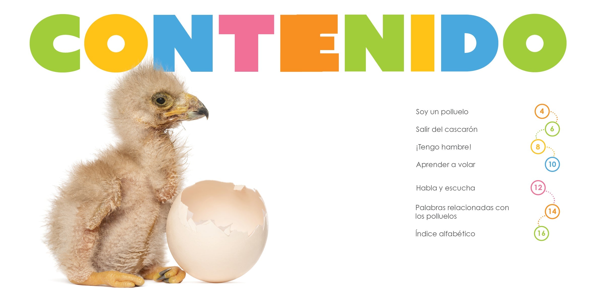 Baby Falcons The Beginning - Premium Falconry Accessories for Training & Hunting | Perfect for Falconry Enthusiasts & Bird Lovers