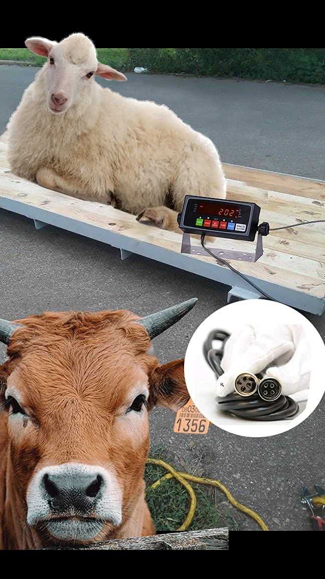 PEC Livestock Cattle Squeeze Chute Scale Kit - 10,000LBS Capacity, 0.1 Precision NTEP Legal for Trade - Perfect for Weighing Pigs, Goats & Sheep on Farms & Ranches