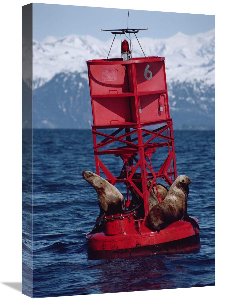 Exxon Valdez Oil Spill Canvas Art - Oil Stained Steller's Sea Lions in Prince William Sound, Alaska - 16x24 Inch Wall Decor for Ocean Conservation Awareness & Coastal Home Decor