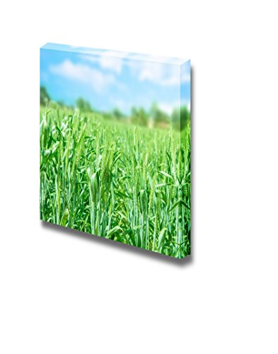 Wheat Field