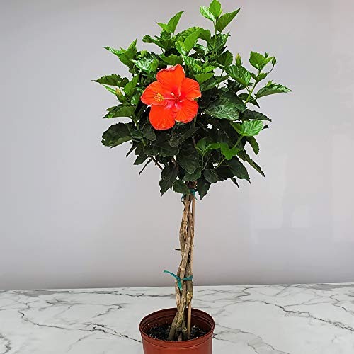 Braided Hibiscus Tree Live Plant - Red President Hibiscus - 38
