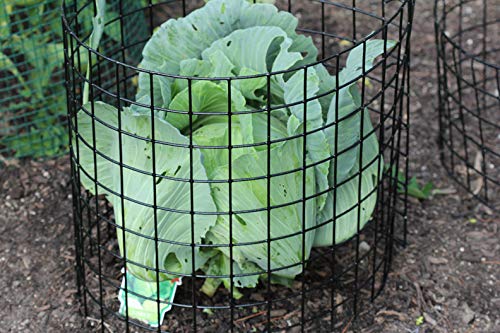 Erva Bunny Barricade Plant Protector Cage (5 Pack) - Durable Garden Plant Cages for Outdoor Use - Protect Plants from Rabbits, Deer & Pests - Made in USA - Ideal for Vegetable Gardens, Flower Beds & Backyard Landscaping