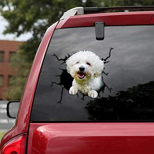 Bichonfrise-01