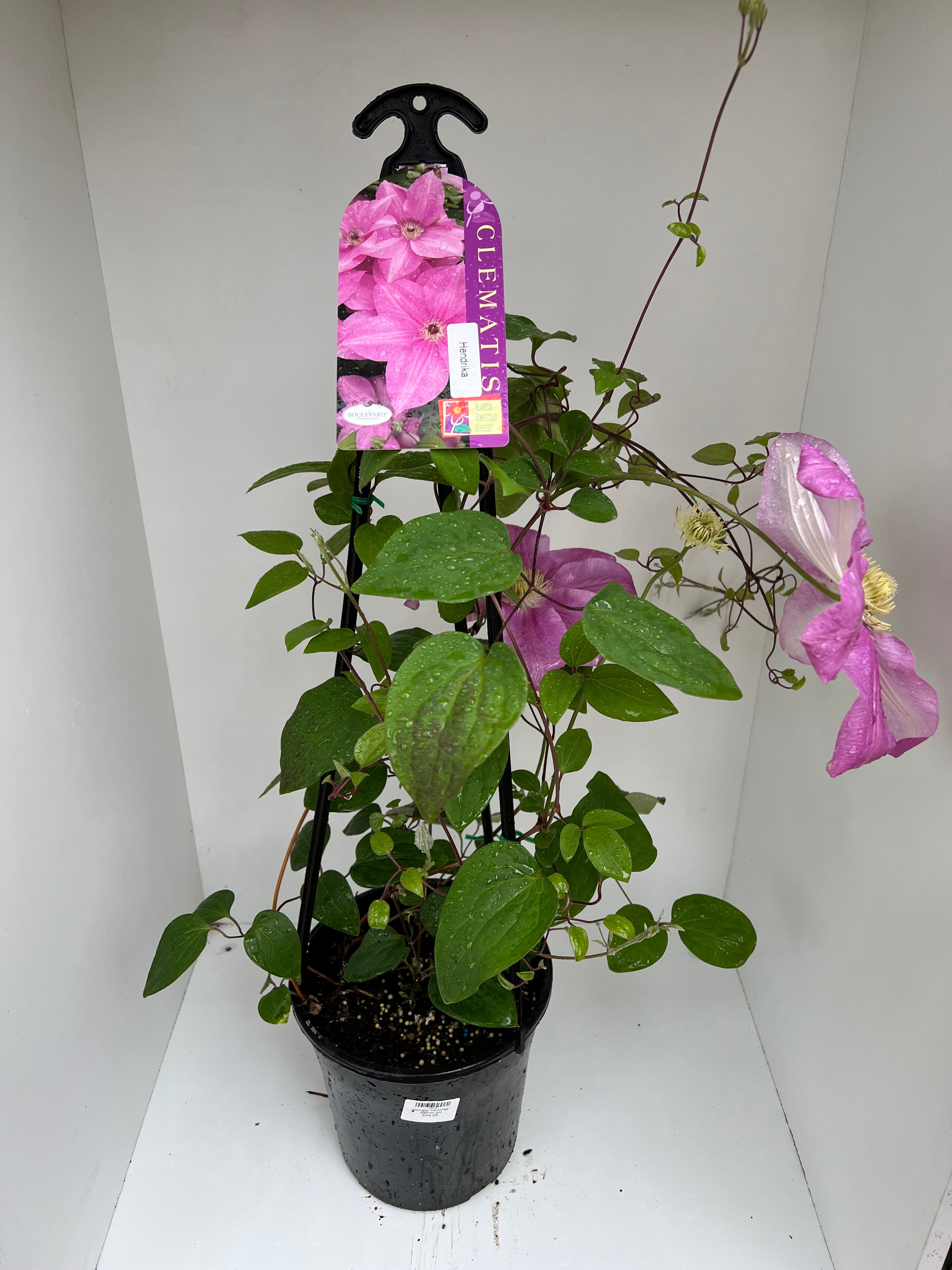 Clematis 'Hendrika' - Premium Purple Flowering Vine Plant for Garden & Landscaping | Fast Growing Climbing Perennial | Perfect for Trellis, Fences & Arbors