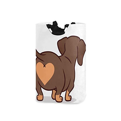 Cute Dachshund Dog