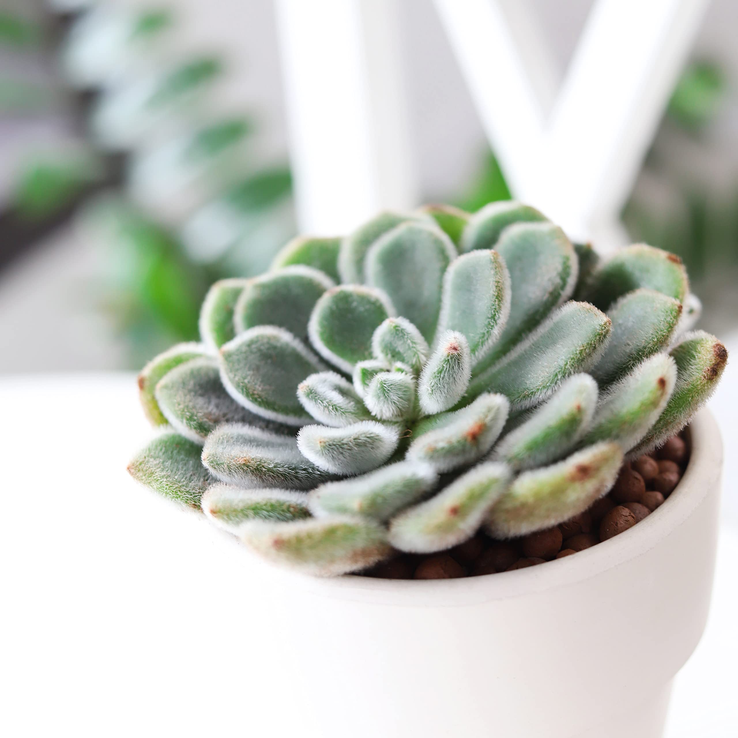 Echeveria Doris Taylor Woolly Rose Succulent Plant - 4 Inch with Clay Pot - Perfect for Indoor Home Decor, Office Desk, and Garden Arrangements