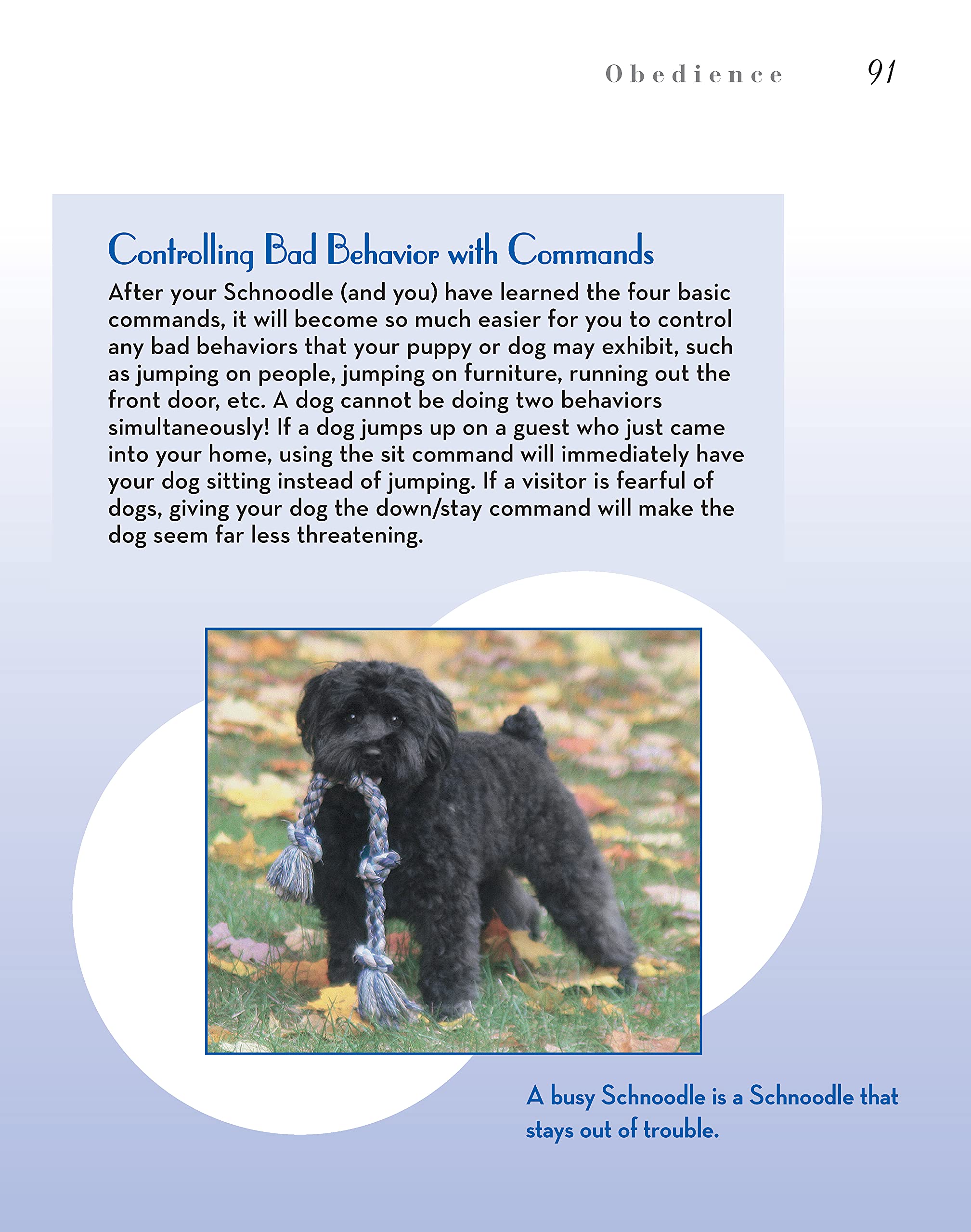 Schnoodle Dog Breed Book - Designer Dog Guide by CompanionHouse Books | Training, Care & Grooming Tips for Schnoodle Owners