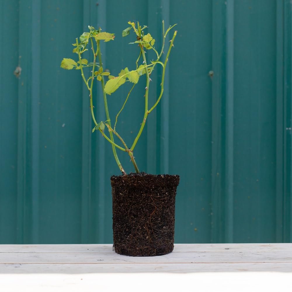 April Moon Yellow Heirloom Roses - Hardy Live Rose Bush for Outdoor Planting | Perfect for Gardens, Landscaping & Gifts