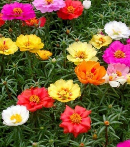 500 Seeds Moss Rose (Portulaca Grandiflora) Mixed Colors - Drought Tolerant Flower Seeds for Ground Cover, Rock Gardens & Container Planting - Perfect for Sunny Landscapes & Low-Maintenance Gardens