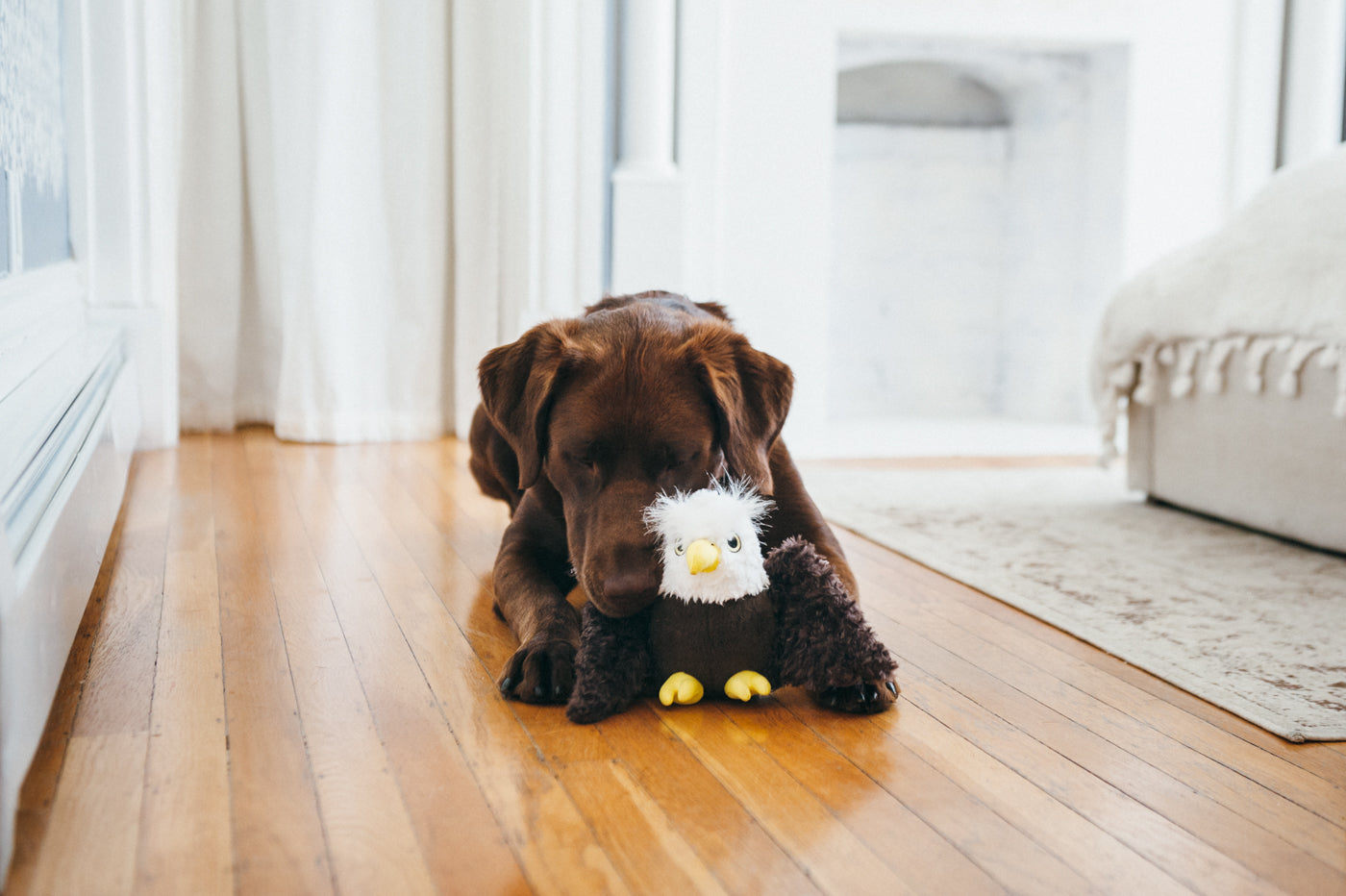 Edgar the Eagle Plush Dog Toy - Fetching Flock™ Chew-Resistant Squeaky Stuffed Animal for Medium & Large Dogs | Perfect for Fetch, Tug-of-War & Cuddling | Pet P.L.A.Y.