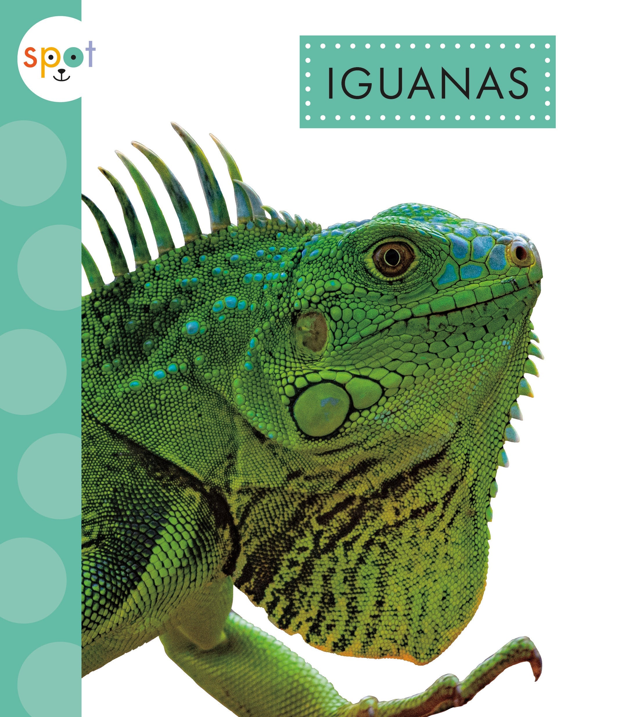 Iguanas Spot - Premium Reptile Habitat Accessories for Iguanas & Lizards - Perfect for Terrariums, Vivariums & Reptile Enclosures