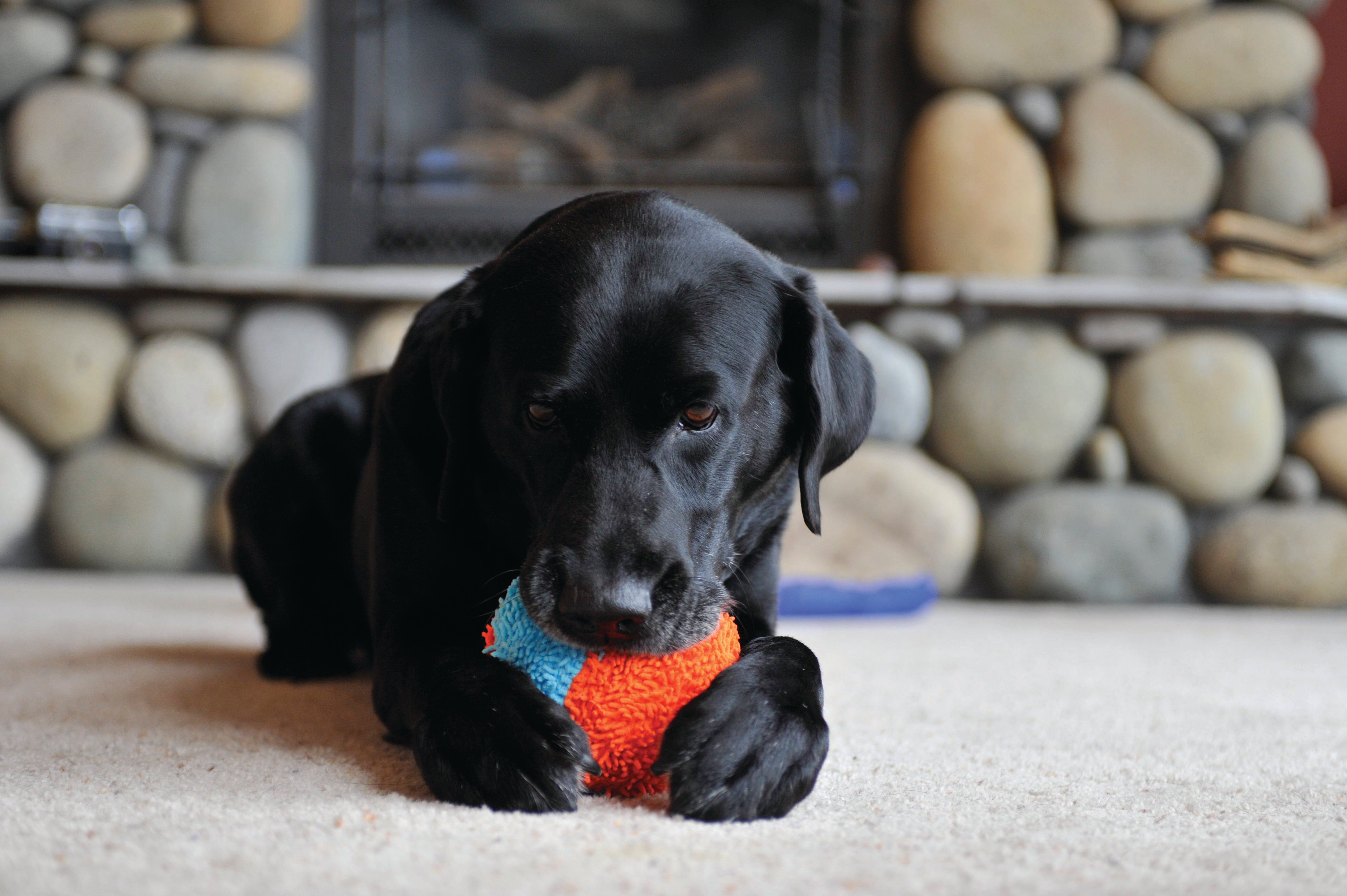 Chuckit! Indoor Dog Toy Shaker Ball - Fun Interactive Play for Small & Medium Dogs - Perfect for Indoor Fetch & Training Games