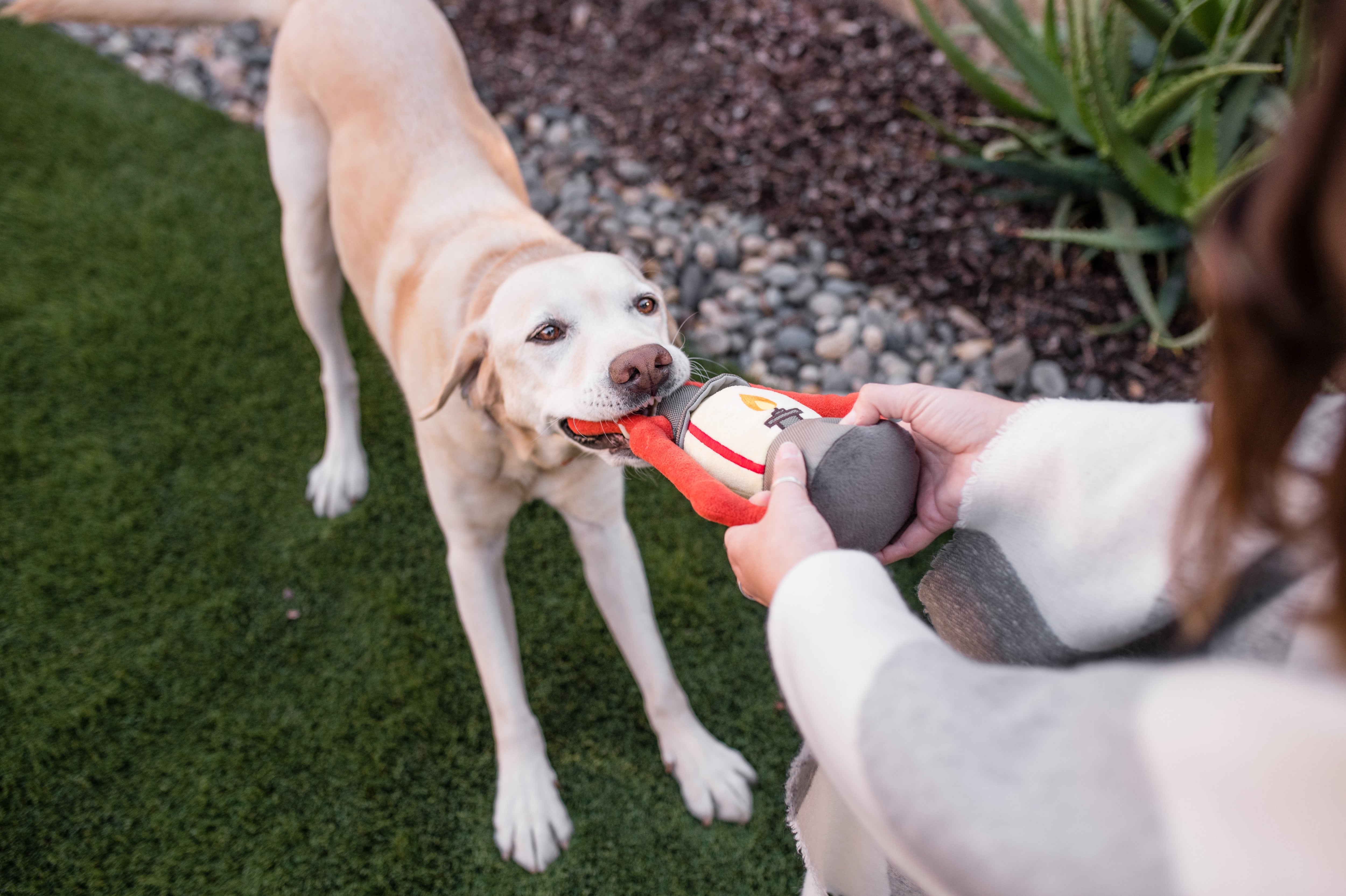 Camp Corbin™ Dog Plush Toy with Flashlight - Interactive Chew Toy for Small & Large Dogs - Perfect for Playtime, Training & Outdoor Adventures