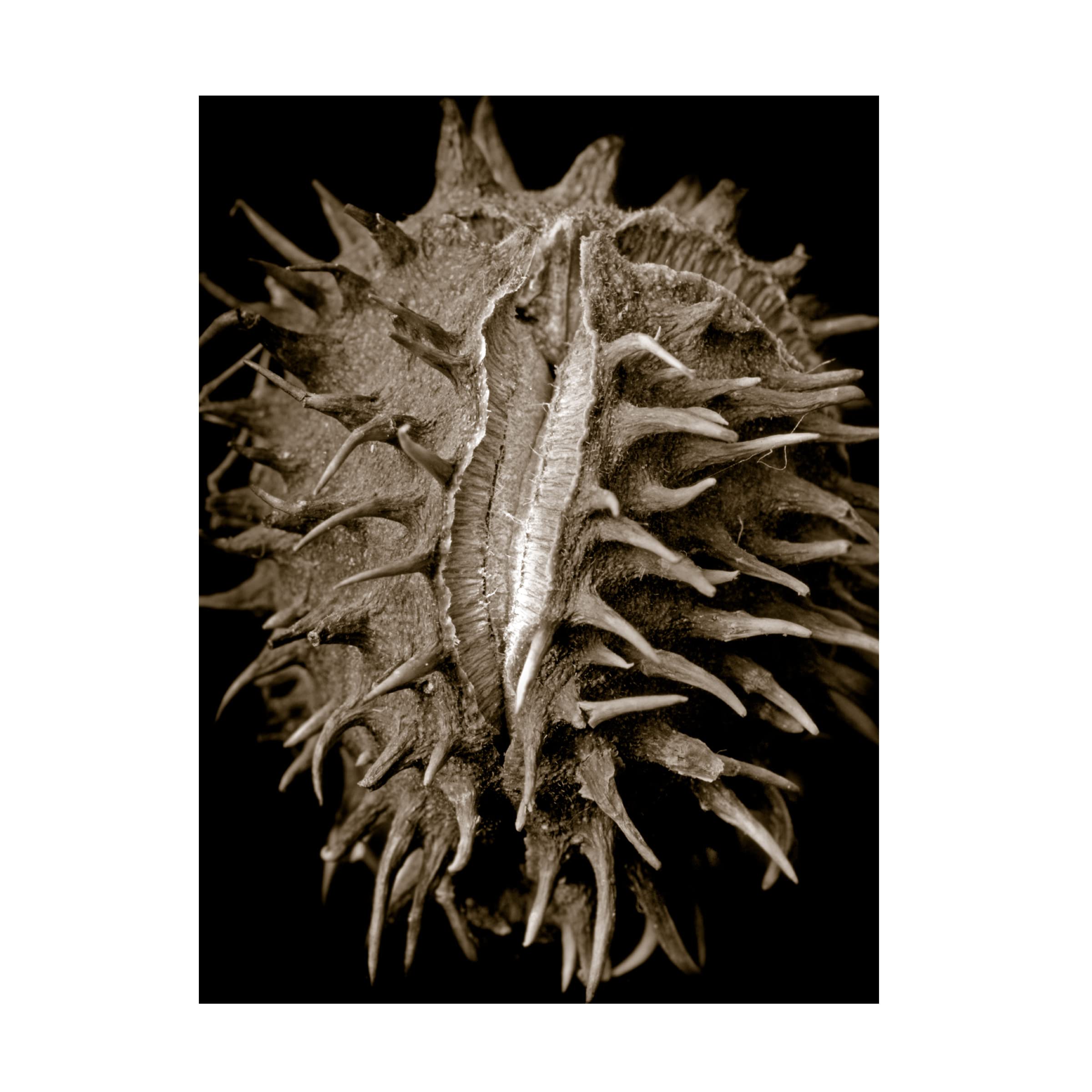 Clive Collie 'Chestnut' Canvas Art Print - Handmade Wall Decor for Living Room, Bedroom & Office - Premium Trademark Fine Art Collection