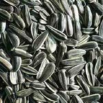 Premium Bulk Sunflower Seeds - Roasted & Salted Shelled Kernels - 25LB Wholesale Pack - Perfect for Snacking, Baking & Healthy Recipes