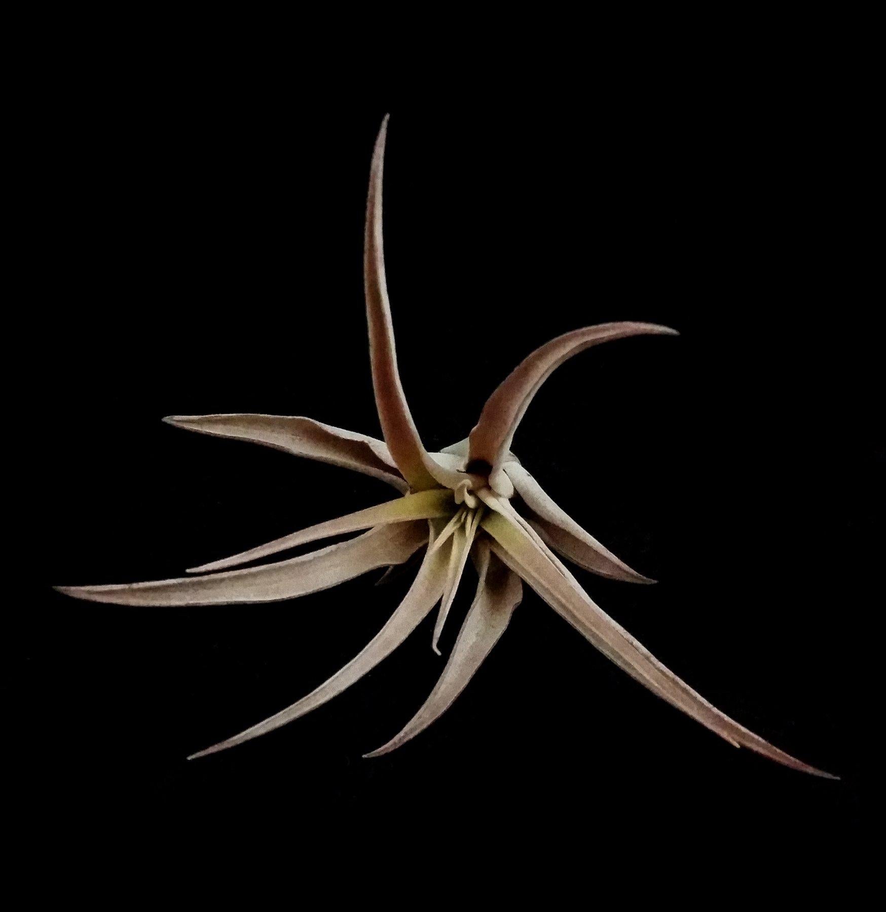 Tillandsia Capitata Peach Air Plant - Low Maintenance Live Indoor Plant for Home, Office & Terrarium Decor