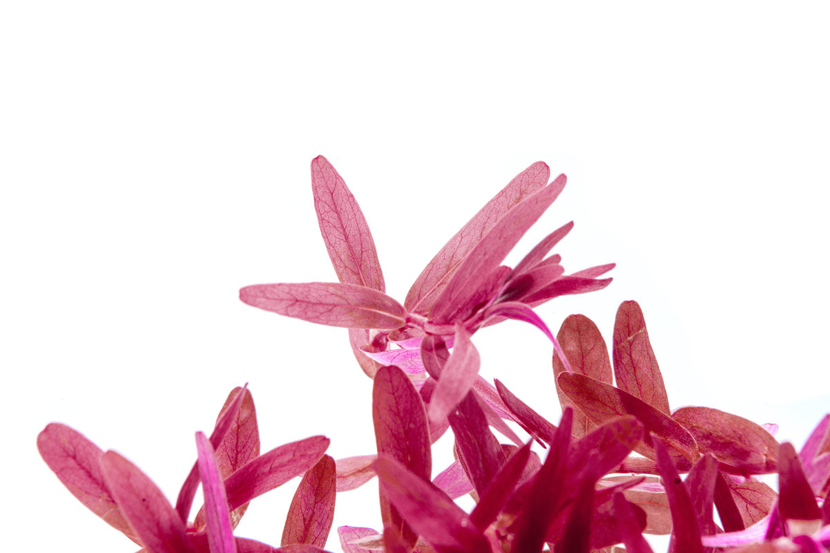 Rotala Rotundifolia - Live Aquarium Plant for Freshwater Fish Tanks | Easy to Grow Aquatic Plant for Aquascaping & Shrimp Tanks | Perfect for Beginners & Planted Aquariums