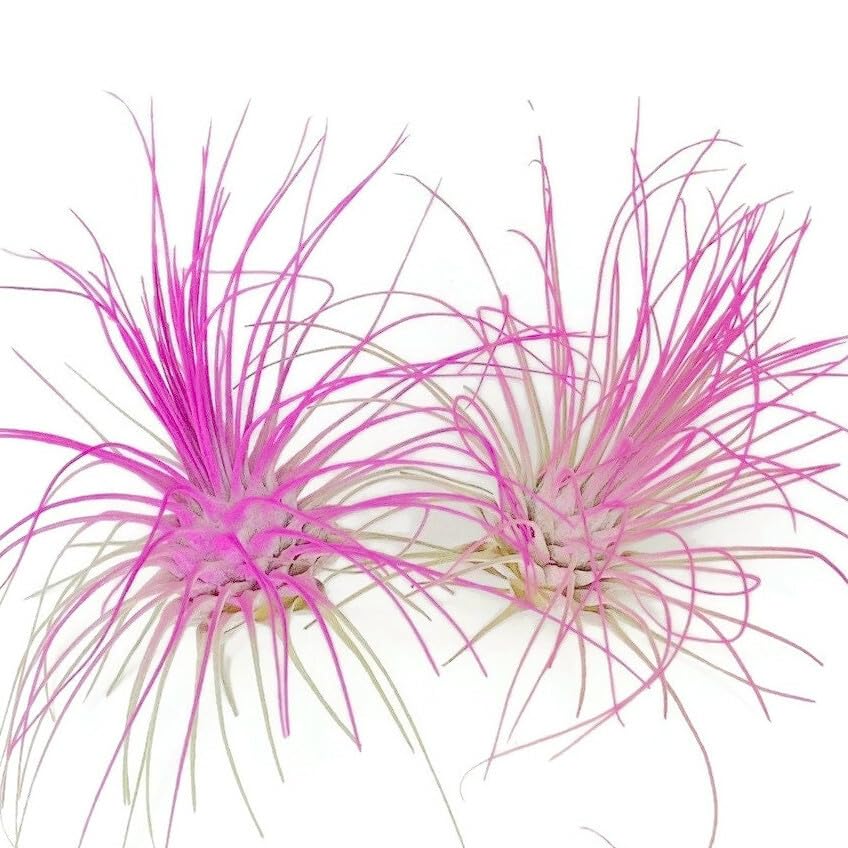 2 Pink