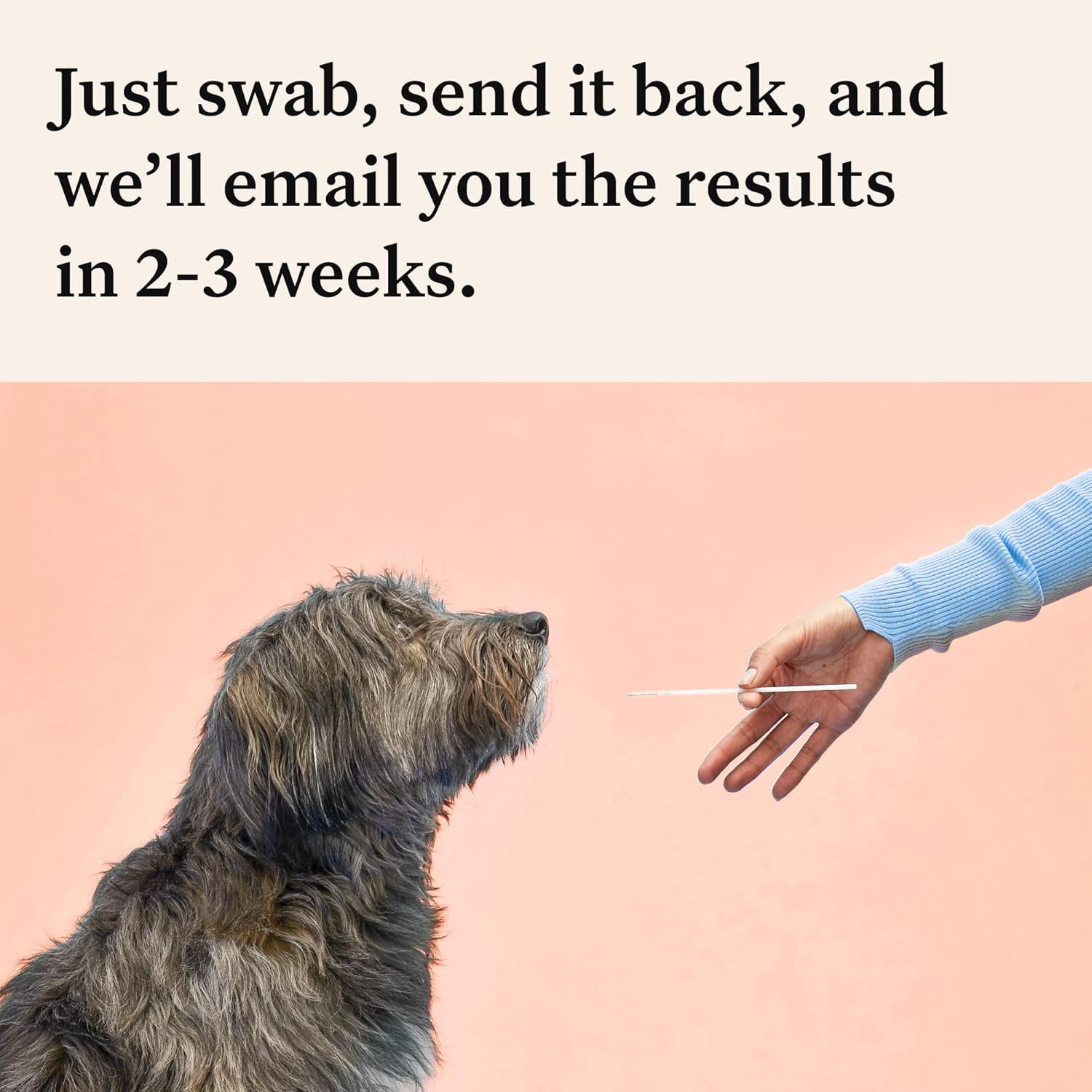 Wisdom Panel Premium Dog DNA Test Kit - 265+ Health Tests, 365+ Breed Identification, 50+ Traits & Genetic Ancestry Analysis for Dogs | At-Home Canine Health Screening | Perfect for Pet Owners, Breeders & Veterinary Professionals