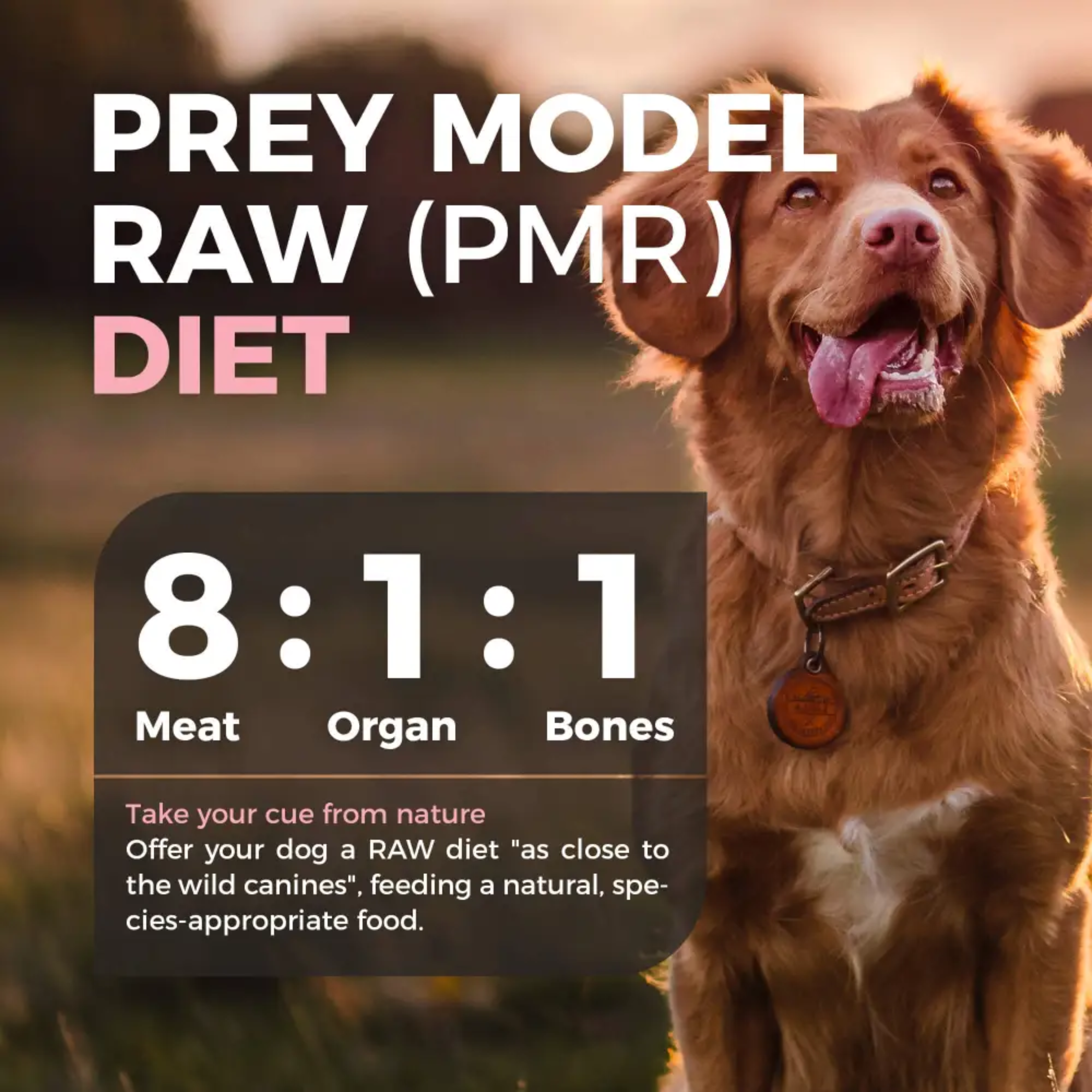 Premium Freeze-Dried Raw Dog Food - Furry Wonder Immune Boost Recipe for Small & Large Dogs - Supports Digestion & Skin Health - Perfect for Active Pets & Training Treats