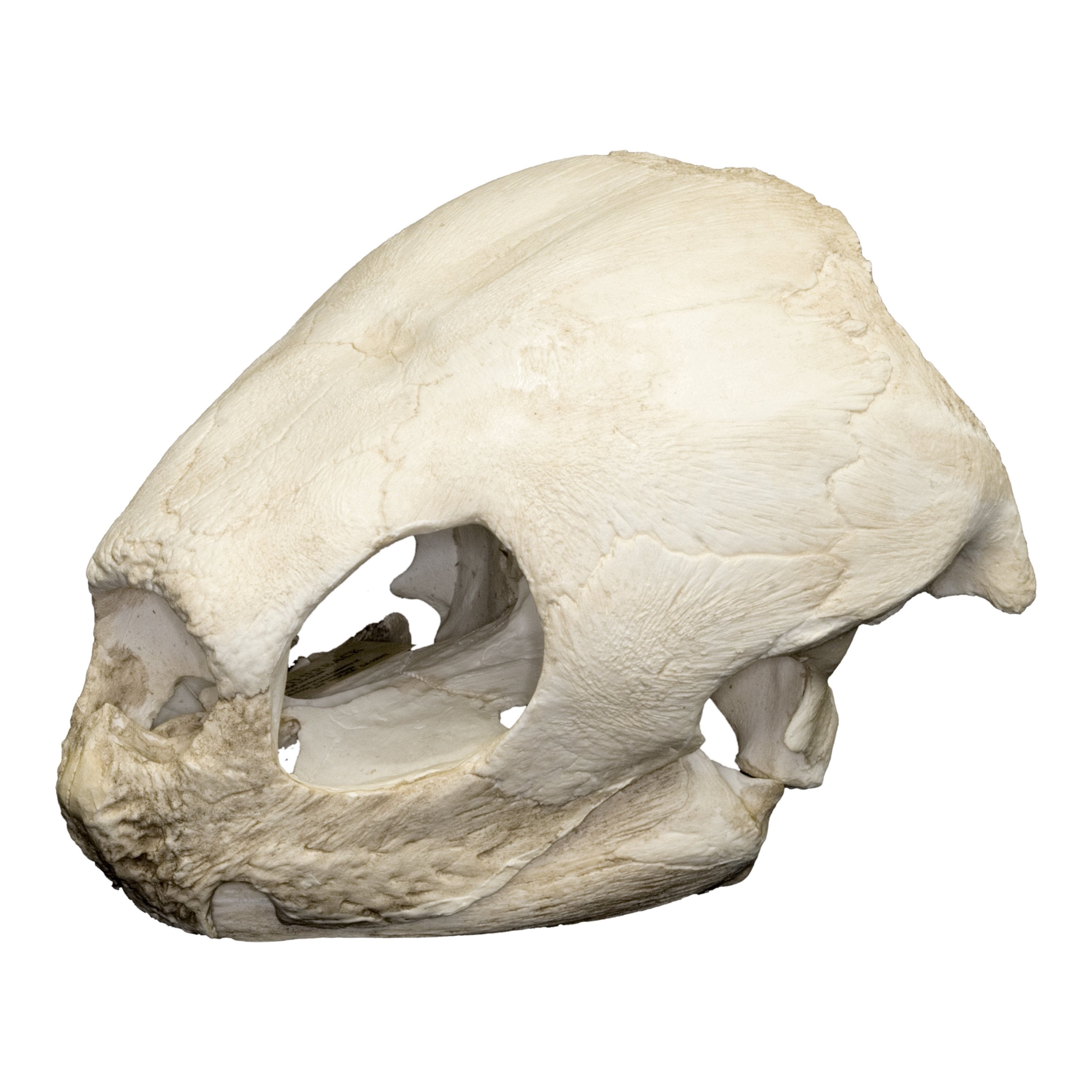 Replica Leatherback Sea Turtle Skull - Lifelike Educational Model for Marine Biology Study, Home Decor & Ocean-Themed Collections