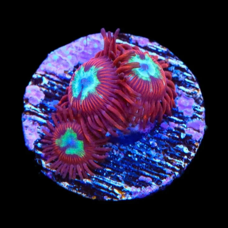 Frosted Phoenix Zoanthids Coral for Saltwater Aquariums - Vibrant Zoanthid Polyps for Reef Tanks & Marine Aquascaping