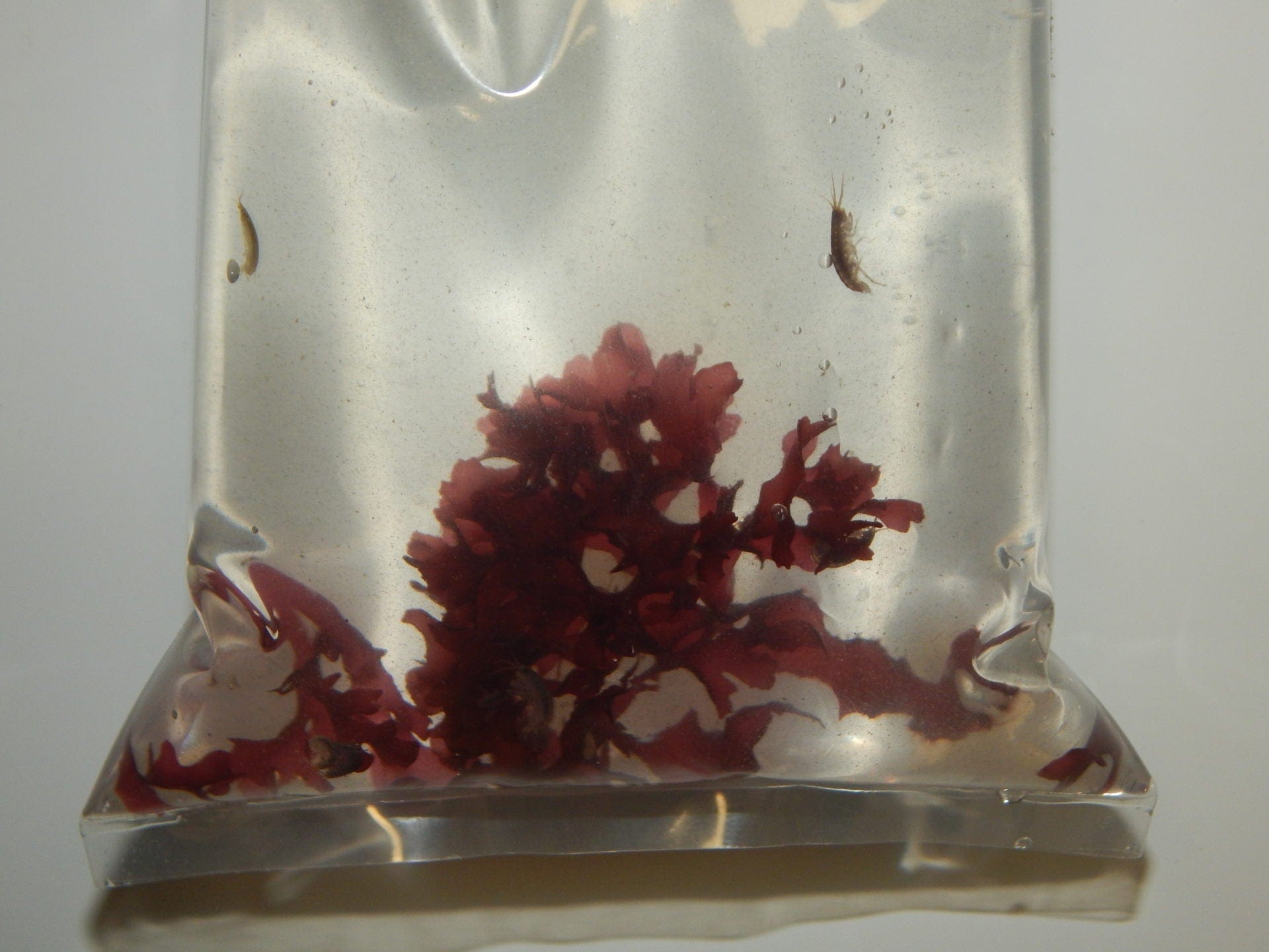 Sustainable Aquacultured Amphipods for Saltwater Aquariums – Ideal Live Fish Food for Marine Fish, Coral, and Reef Tanks