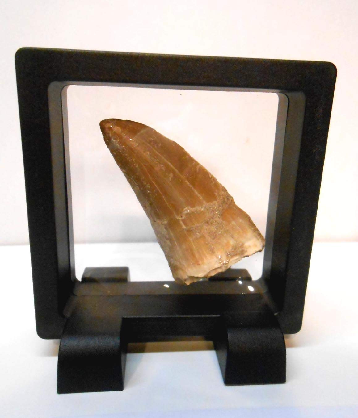 Authentic Mosasaur Dinosaur Tooth Fossil from Khourigba, Morocco - Large Prehistoric Specimen with Display Case, Acrylic Stand & Certificate of Authenticity | Perfect for Paleontology Collections, Home Decor, and Educational Displays