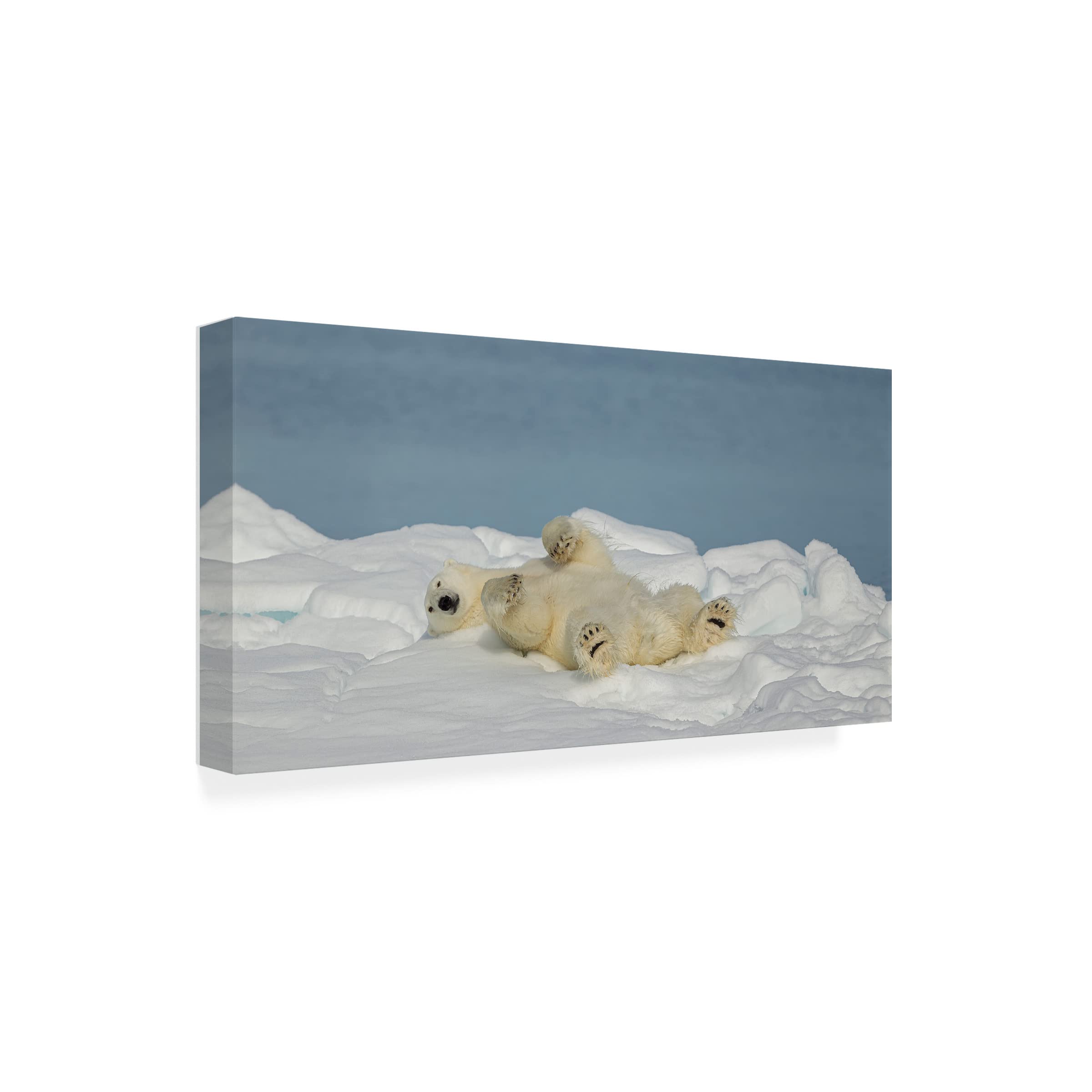 Trademark Fine Art 'Polar Bear in Relax' Canvas Wall Art by Joan Gil Raga - Stunning Wildlife Home Decor for Living Room, Bedroom & Office