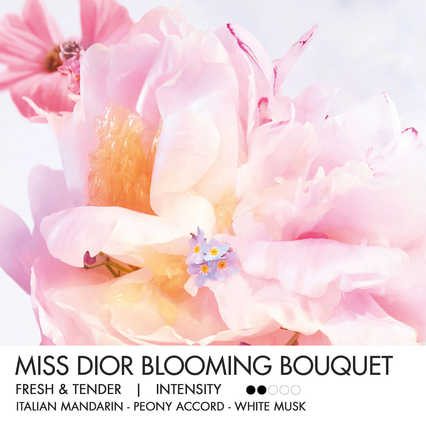 DIOR Miss Dior Mini Miss Blooming Bouquet Solid Perfume - Travel Size Luxury Floral Scent for Women | Perfect for Everyday Wear, Date Nights & Special Occasions