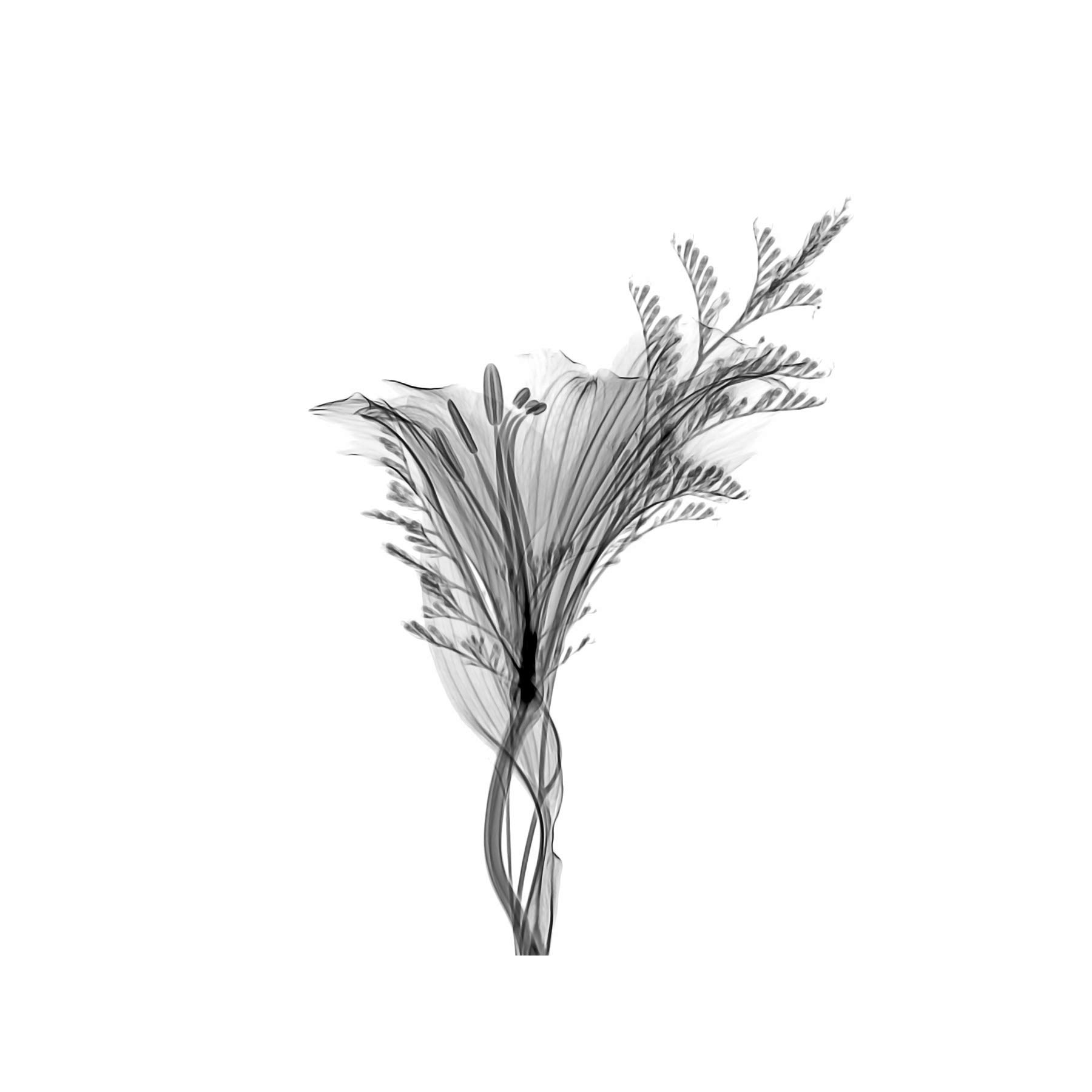 Artery8 Schwartz NJIT Greyscale X-Ray Transparent Plant Wall Art Poster - 18x24 Inch Large Print on Thick Paper - Perfect for Home Decor, Office & Classroom Aesthetics