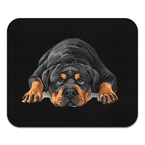 Rottweiler Dog Lying Down Looking Up