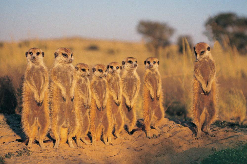 Lantern Press Meerkats Lined Up - 16x24 Wrapped Canvas Wall Art for Living Room, Bedroom & Office Decor | Wildlife Animal Painting | Ready to Hang Home Decoration