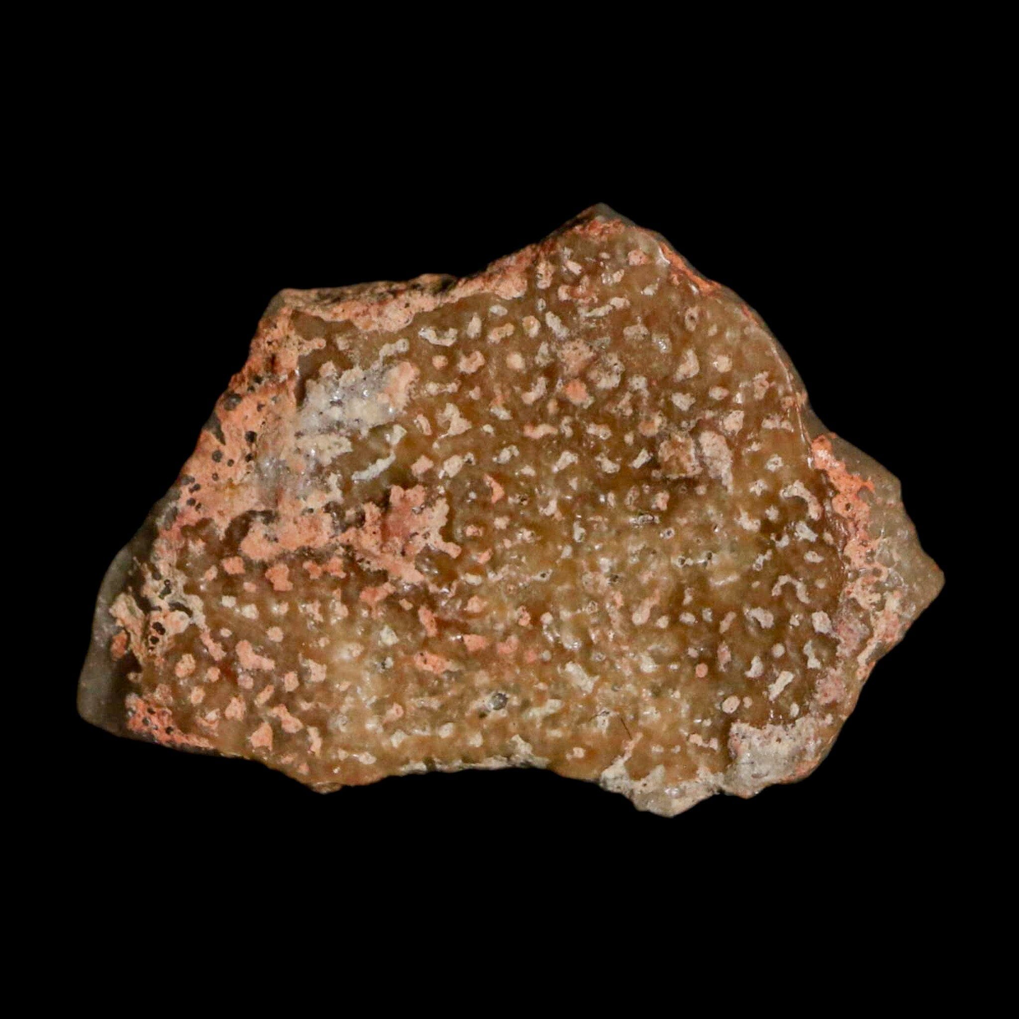 0.7 Megaloolithus Titanosaur Dinosaur Fossil Egg Shell from Bouches-du-Rhône, France - Rare Collectible Display for Paleontology Enthusiasts & Museum-Quality Home Decor