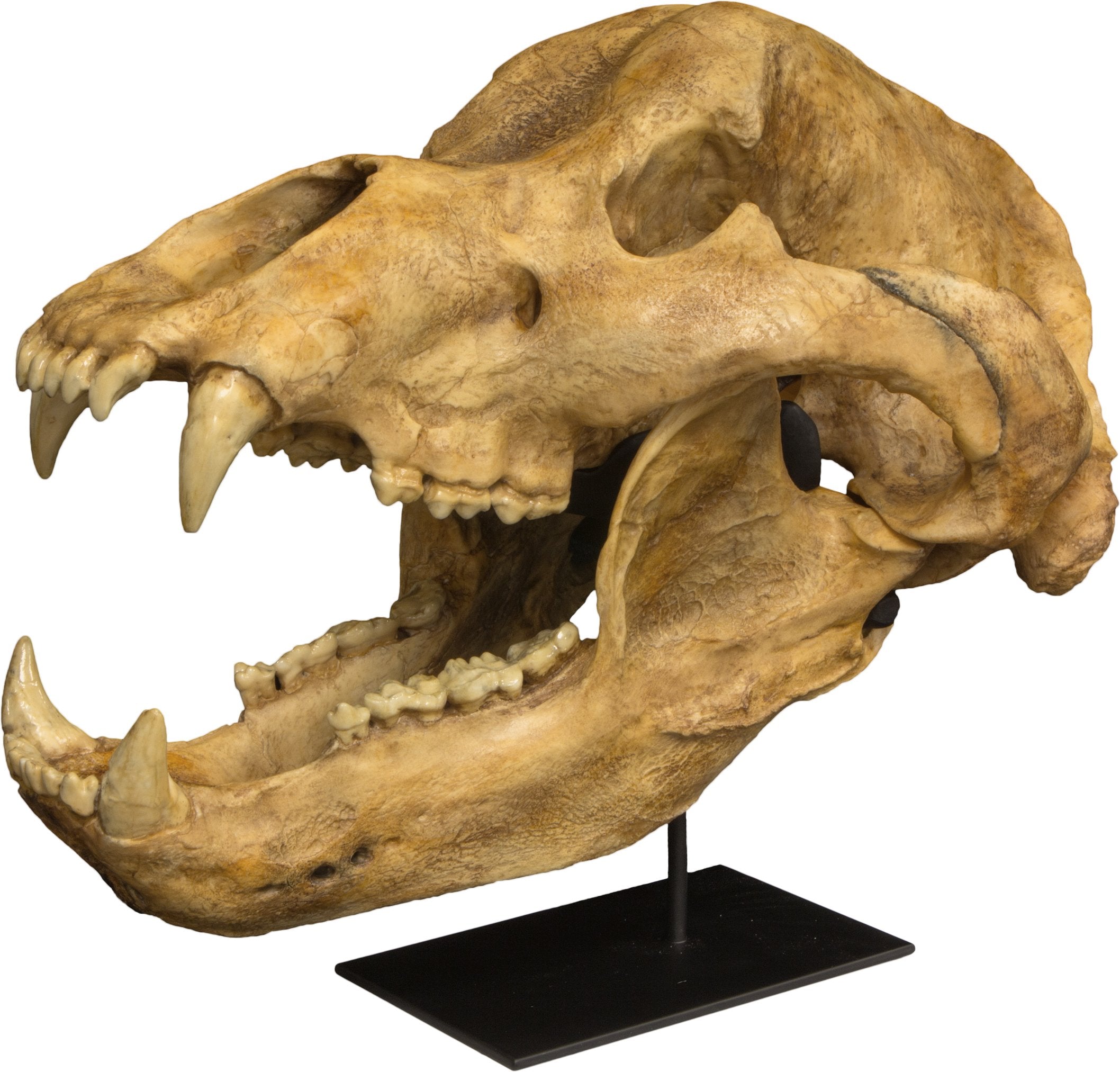 Authentic Replica Cave Bear Skull - Premium Resin Fossil Reproduction for Home Decor, Museum Display & Paleontology Education