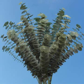 Fresh Cut Eucalyptus Flowers Bulk - 200 Stems Wholesale for Weddings, Home Decor & Floral Arrangements | Fast Shipping USA