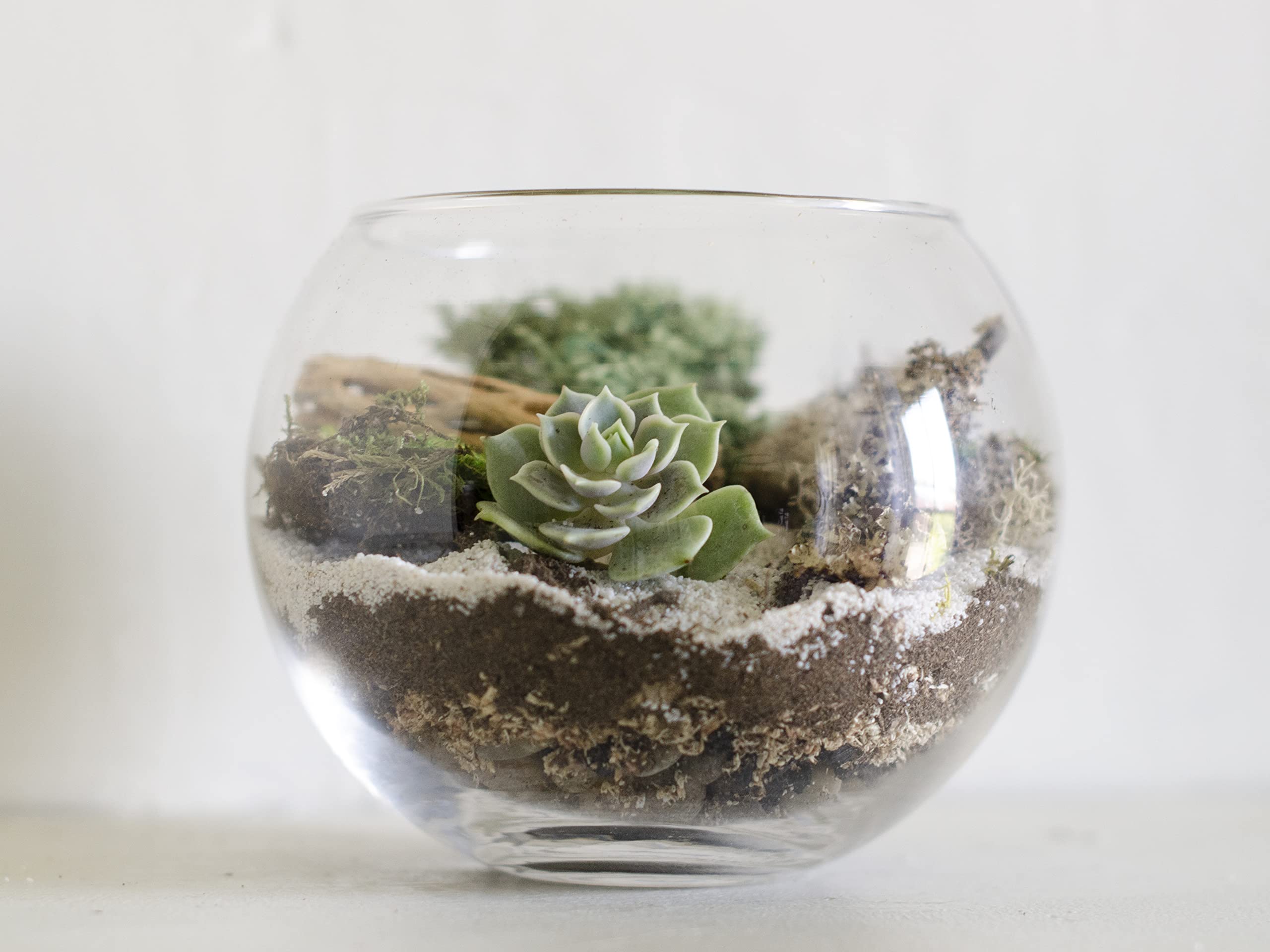 DIY Succulent Terrarium Kit with White Sand & Moss - Glass Bowl Planter for Home Decor, Office Desk, or Gift Idea