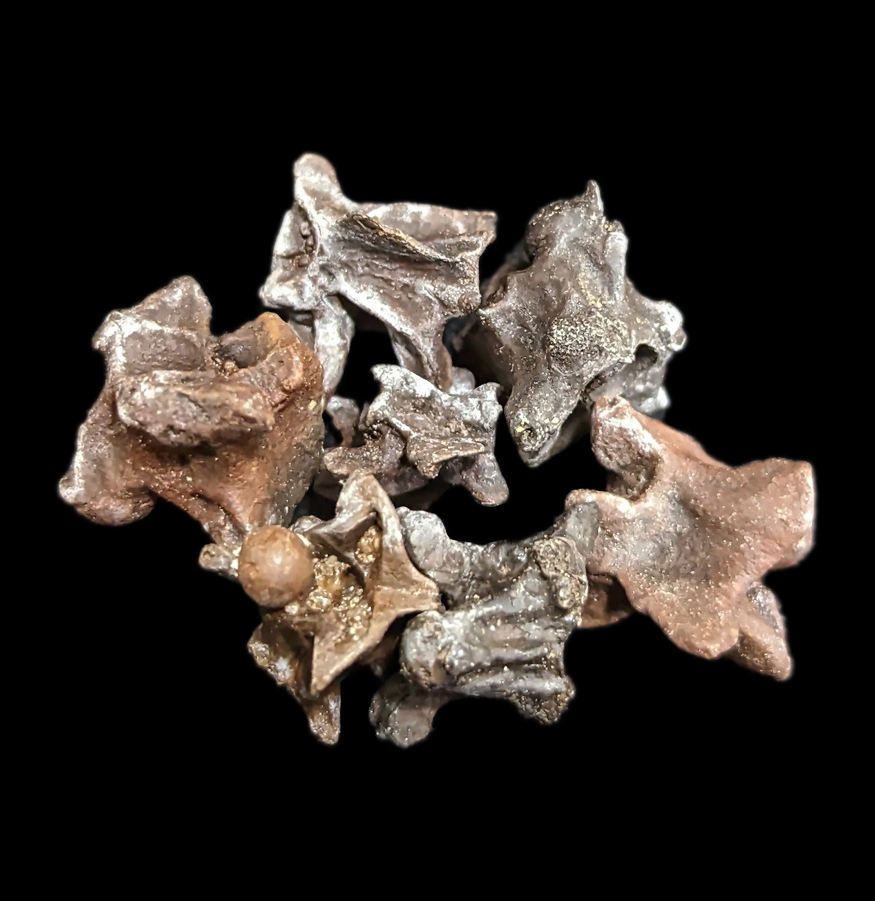 Fossilized Snake Vertebra - Genuine Prehistoric Reptile Fossil Specimen for Collectors & Science Enthusiasts - Perfect for Home Decor, Classroom Display & Paleontology Studies