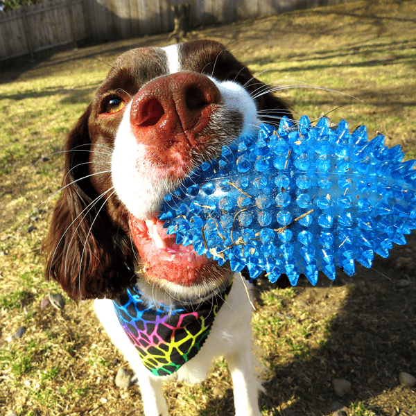 Gnawsome Squeaker Dog Toy - Durable Chewable Football for Small & Medium Dogs - Interactive Play & Training - Perfect for Fetch, Tug-of-War & Outdoor Activities