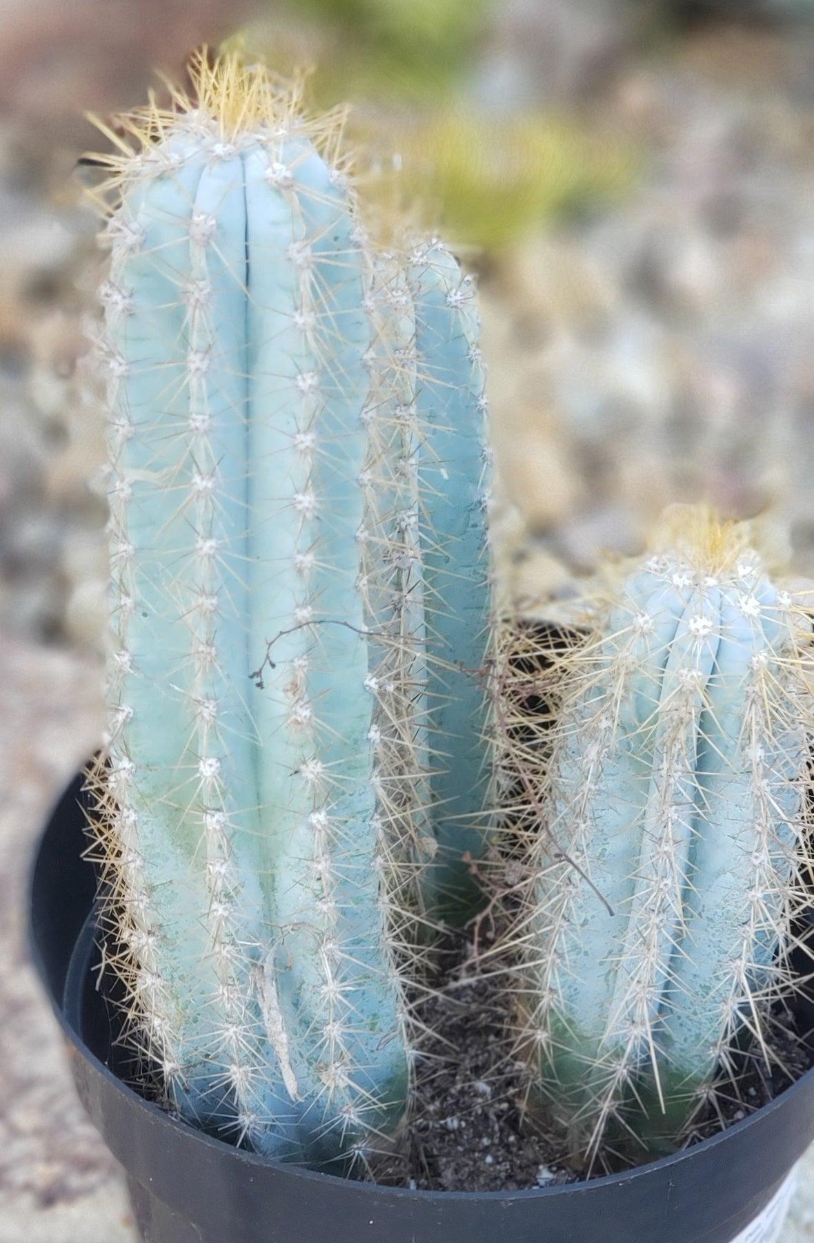 Blue Candle Cactus (Pilosocereus Azureus) Live Cuttings - 12